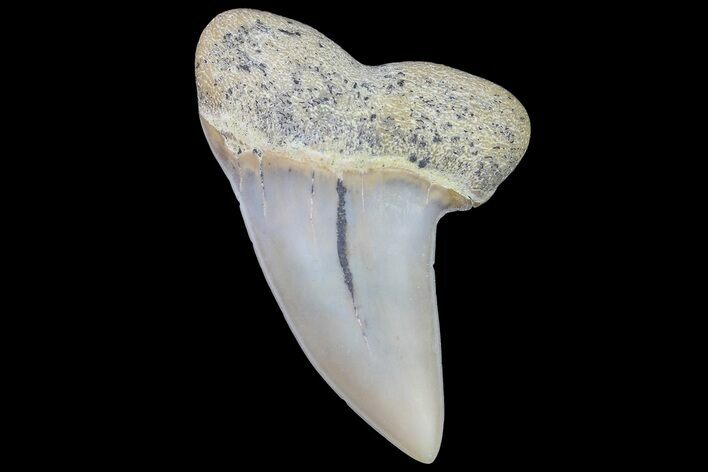 Fossil Shark Tooth (Carcharodon planus) - Bakersfield, CA #178292